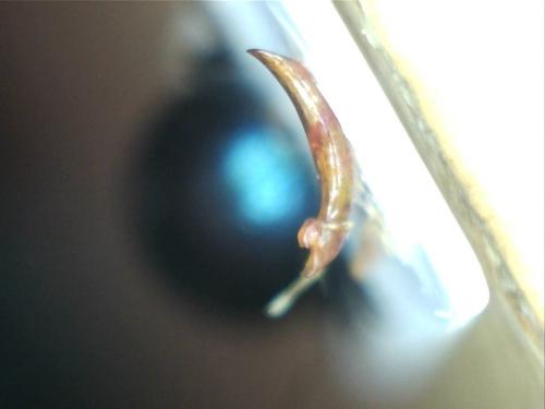 Réf. 193 961 : Chrysolina quadrigemina